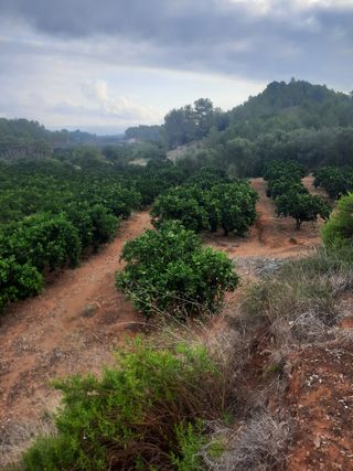 Terreno de naranjos Navelina en venta