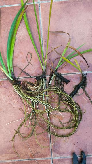 esquejes lirios de agua