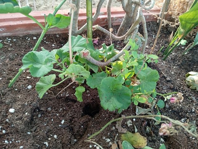 Esquejes y plantas de Tradescantia Tricolor