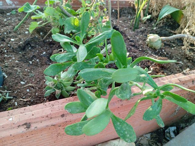 Esquejes y plantas de Tradescantia Tricolor