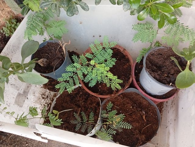 Esquejes y plantas de Tradescantia Tricolor