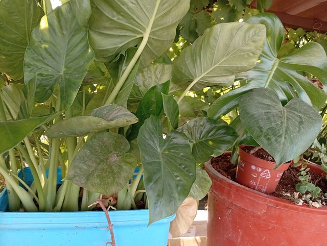 Esquejes y plantas de Tradescantia Tricolor