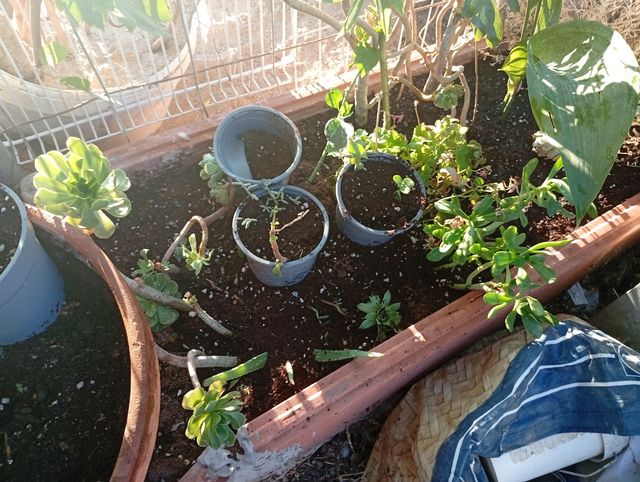 Esquejes y plantas de Tradescantia Tricolor