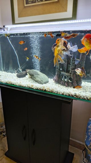 Acuario 80L