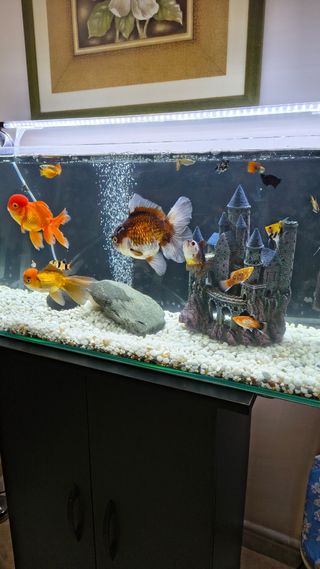 Acuario 80L