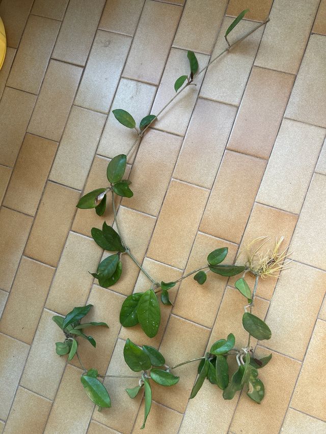 Hoya fiore di cera
