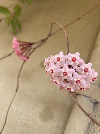 Hoya fiore di cera