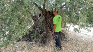 Olivos de grandes dimensiones