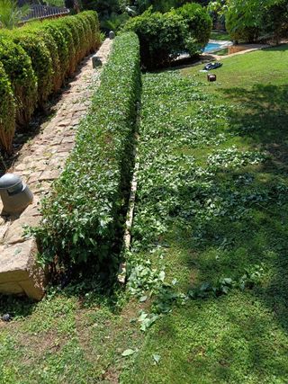 Jardinero Profesional