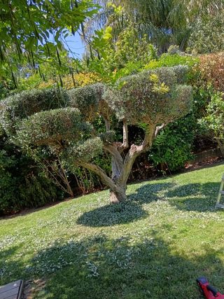 Jardinero Profesional