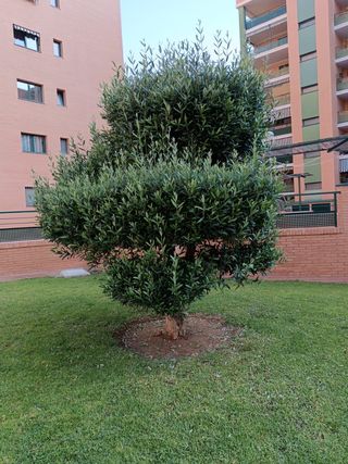 Jardinero Profesional