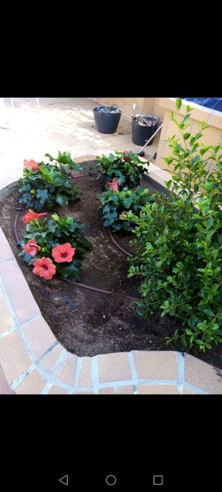Jardinero Profesional
