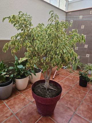Planta Ficus Benjamina variegada