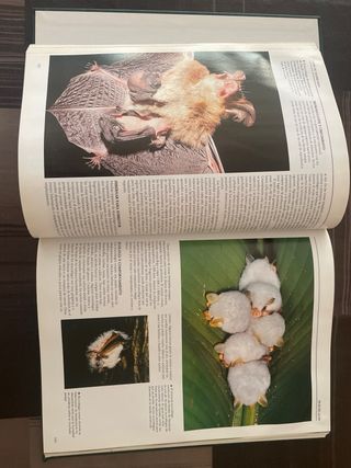 Los mamíferos, volumen uno de National Geographic.