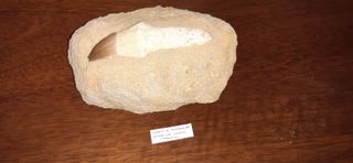 Dente di Mosasauro Fossile
