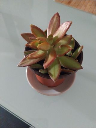Planta suculenta sedo cobrizo en maceta