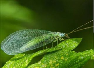 Refugio para crisopas