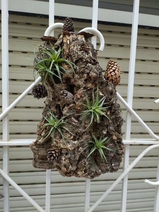 Bonito detalle, planta del aire viva
