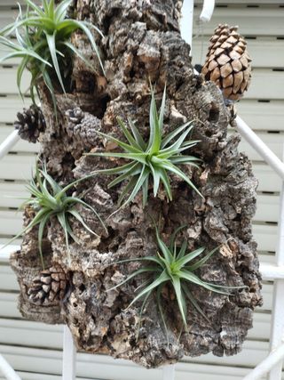 Bonito detalle, planta del aire viva