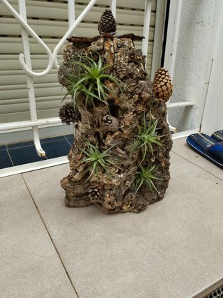 Bonito detalle, planta del aire viva