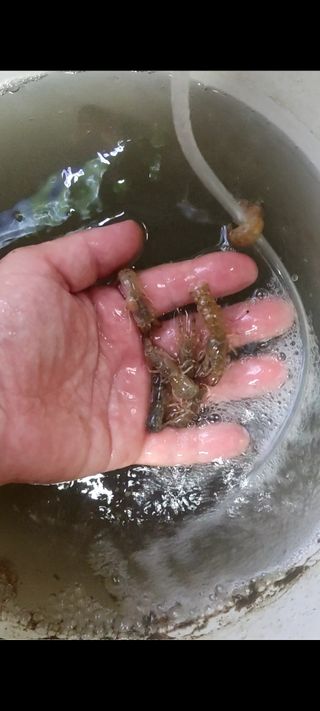 Cebo vivo para pesca