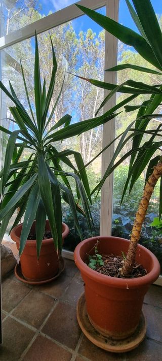 Ficus depurativos planta de exterior/interior