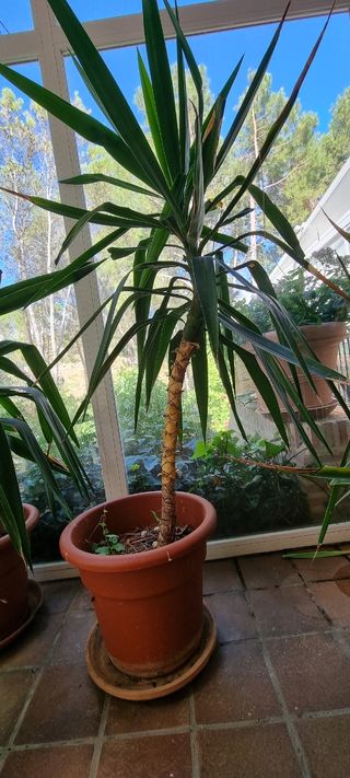 Ficus depurativos planta de exterior/interior