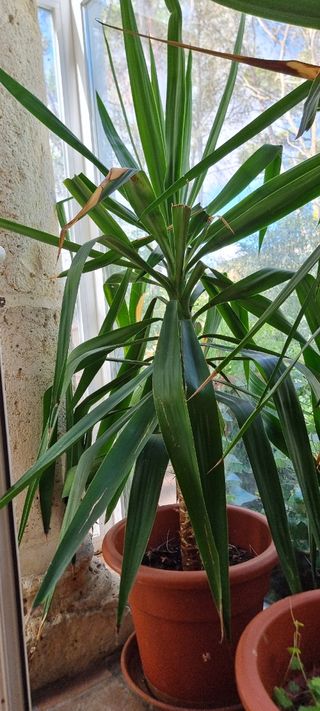 Ficus depurativos planta de exterior/interior