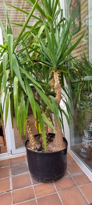 Ficus depurativos planta de exterior/interior