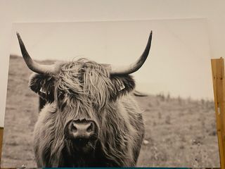 Pintura de Vaca Highland Grande
