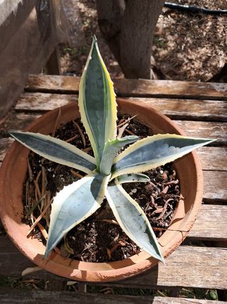 Agave Americana Variedades