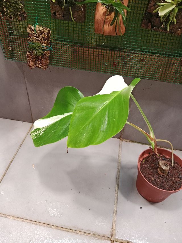 Monstera Albo Variegata