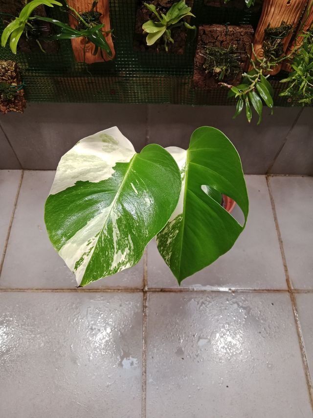 Monstera Albo Variegata