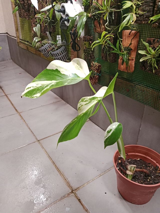 Monstera Albo Variegata
