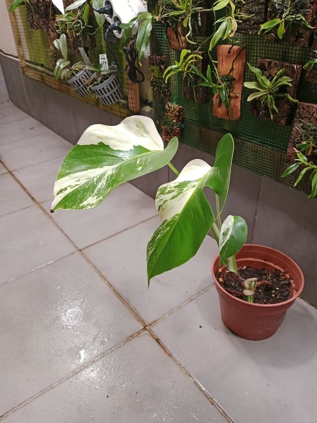 Monstera Albo Variegata