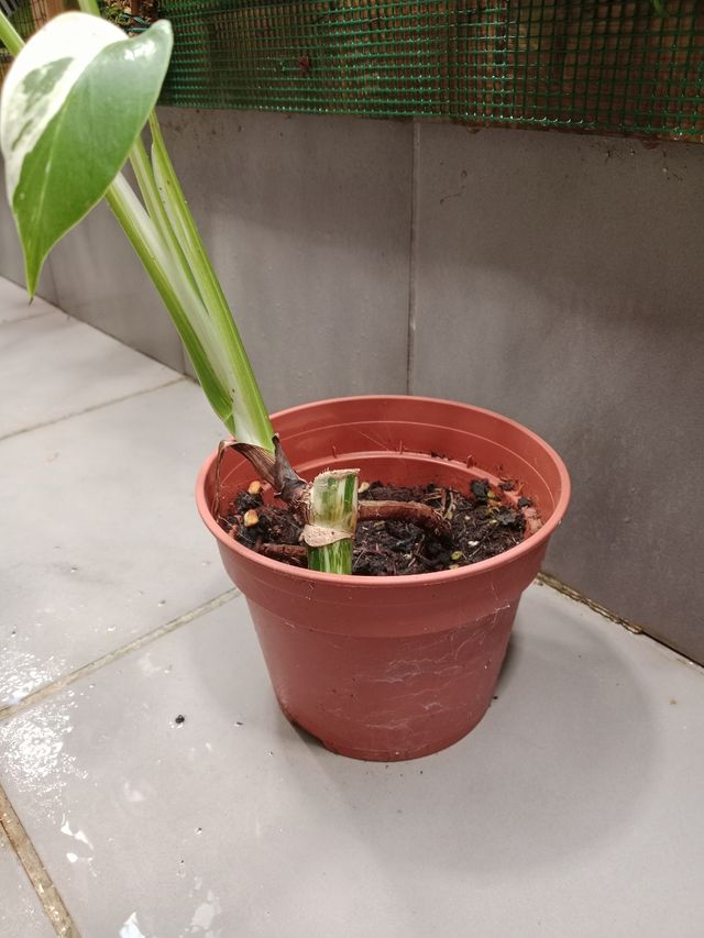 Monstera Albo Variegata