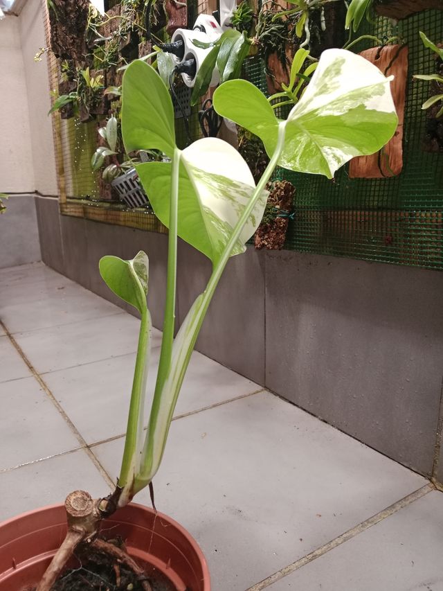 Monstera Albo Variegata