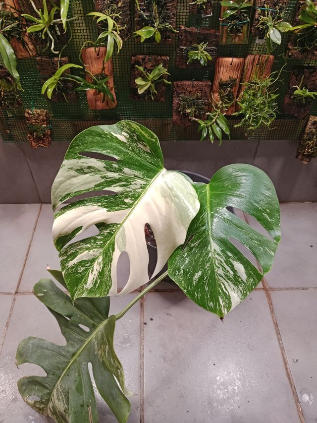 Monstera Albo Variegata