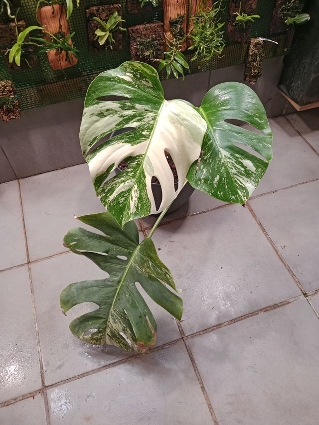 Monstera Albo Variegata