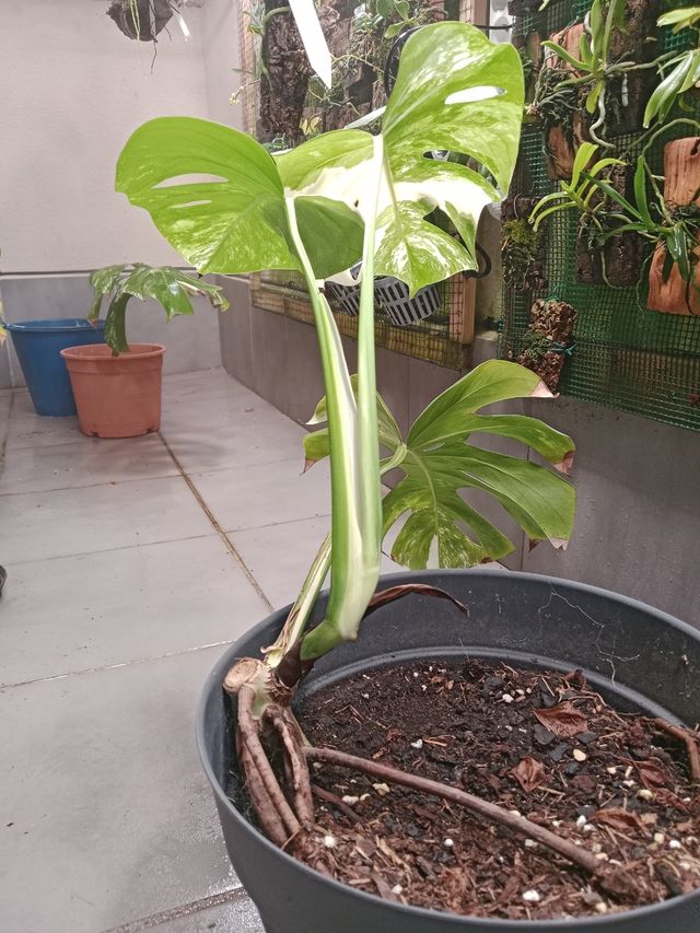 Monstera Albo Variegata