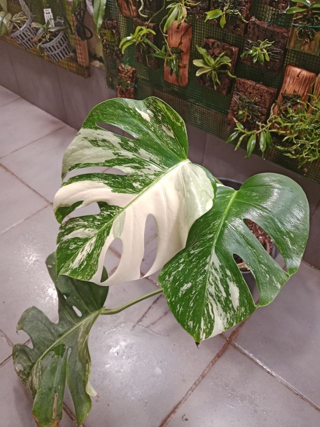 Monstera Albo Variegata