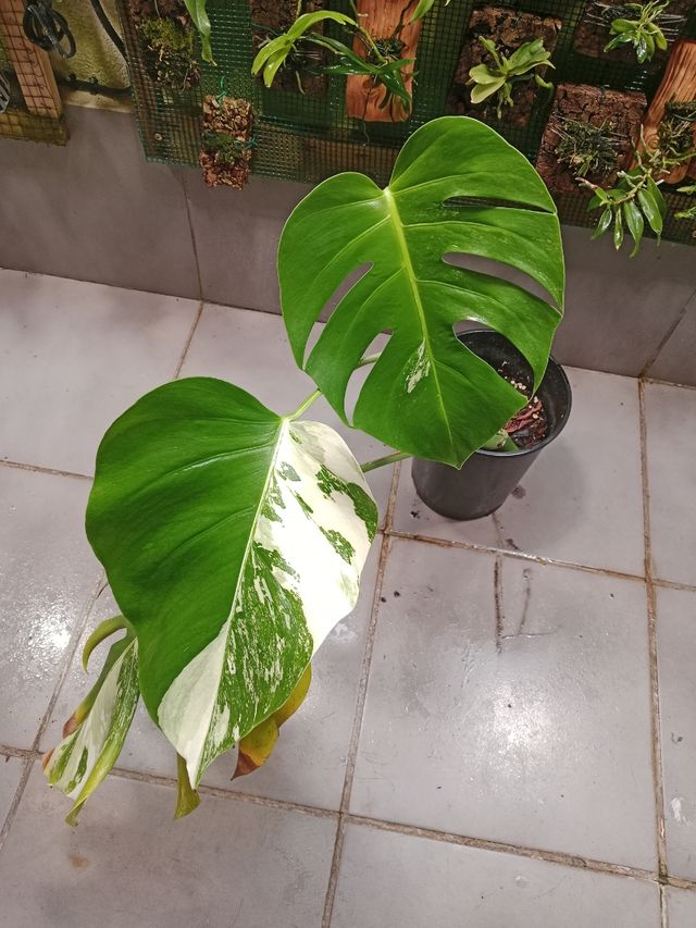 Monstera Albo Variegata