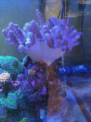 Roca artificial para acuario