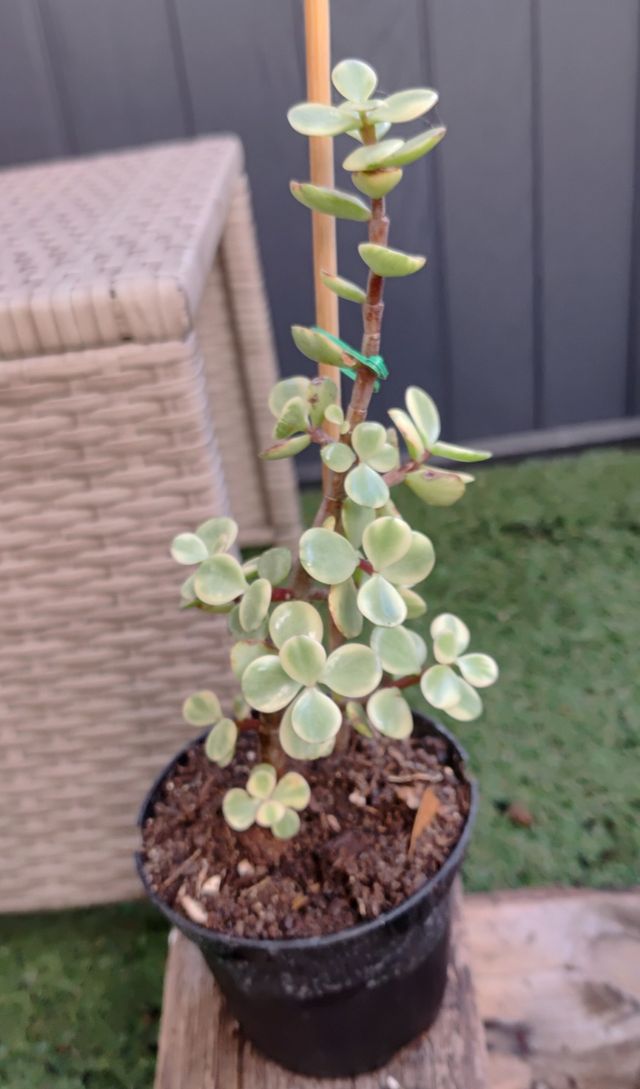 Planta Portulacaria afra - Árbol de la Abundancia