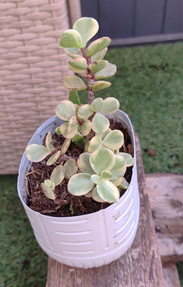 Planta Portulacaria afra - Árbol de la Abundancia