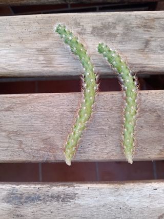Esquejes de cactus para plantar
