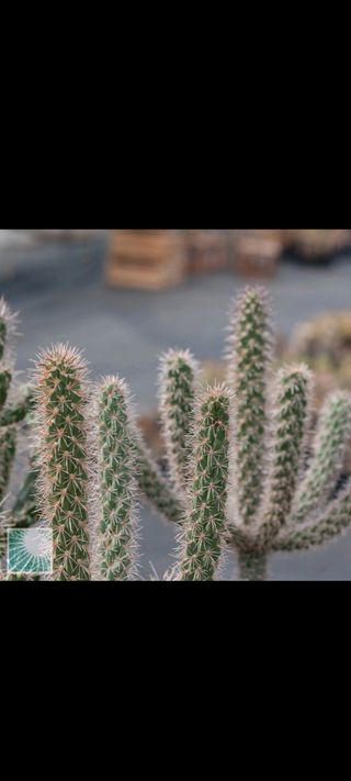 Esquejes de cactus para plantar