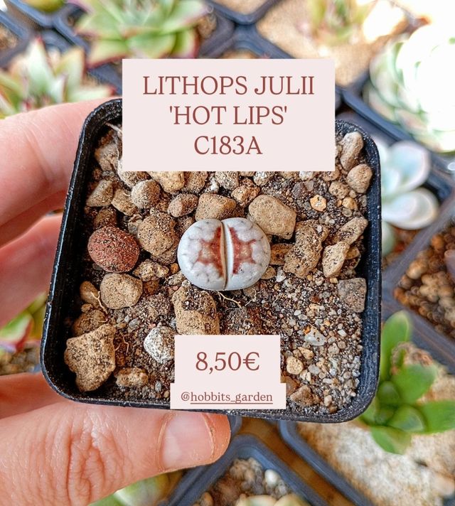 Lithops Julii 'HOT LIPS' - C183A