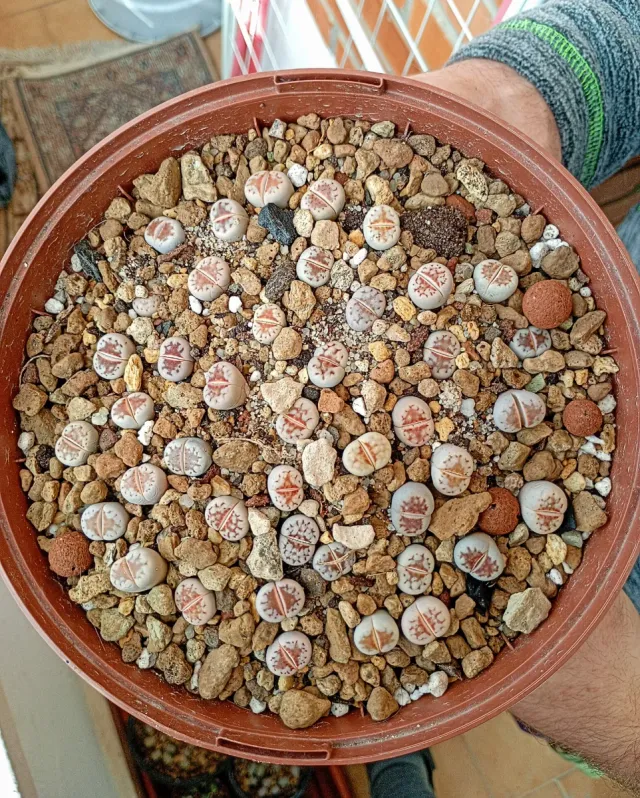 Lithops Julii 'HOT LIPS' - C183A