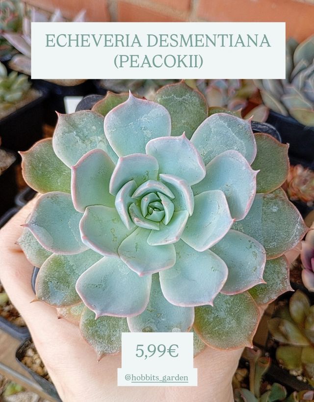 Echeveria Desmentiana (Peacockii) - Suculentas